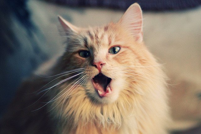 华体会网址-历史的玩笑，当一支俱乐部冲垮了巴西，奥亚尔萨瓦尔如何成为民族心结的系铃人？